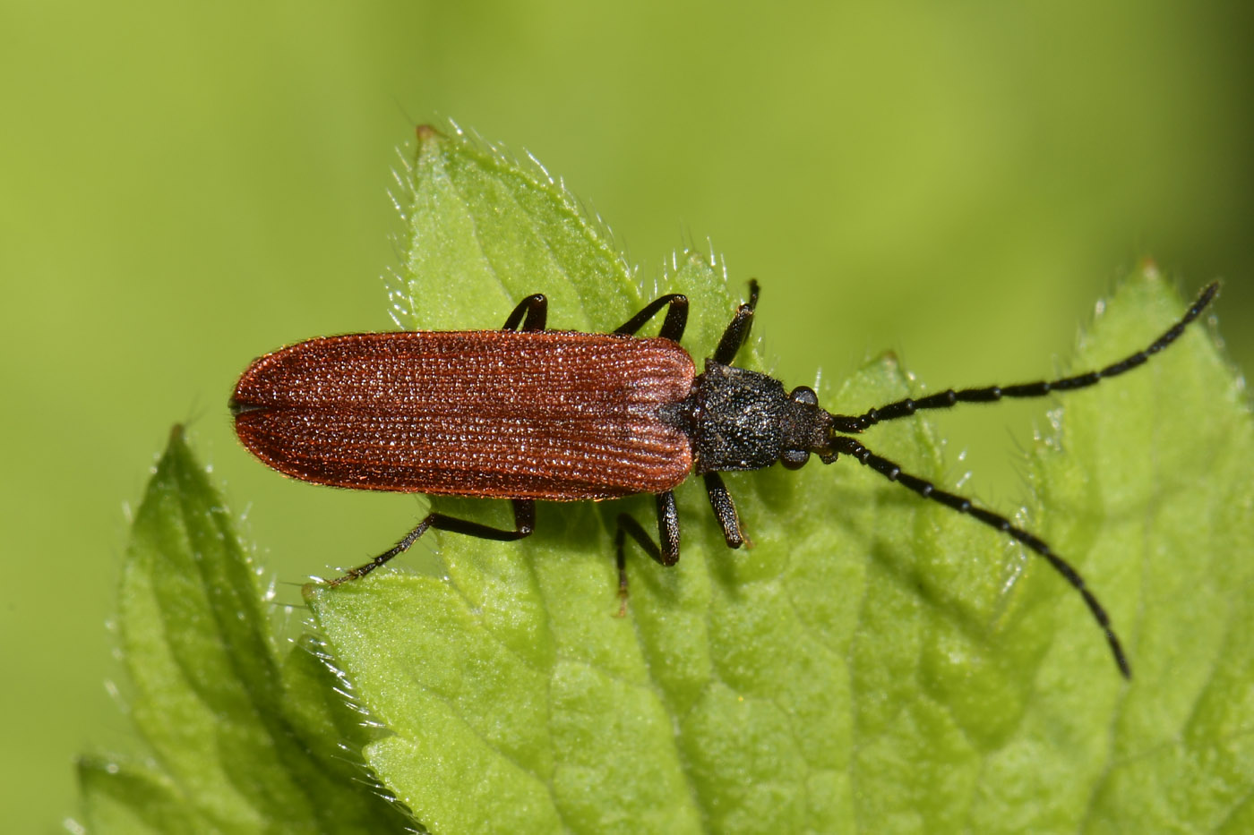 Omalisidae da confermare